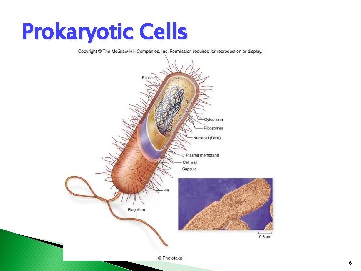 Prokaryotic Cells 6 Prokaryotic Cells 6