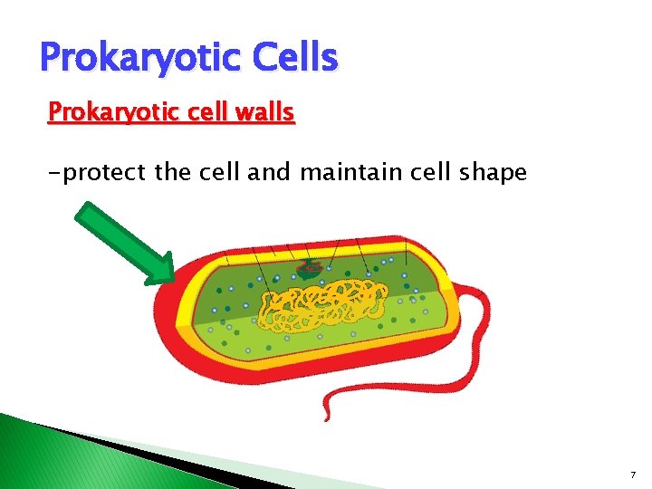 Prokaryotic Cells Prokaryotic cell walls -protect the cell and maintain cell shape 7 Prokaryotic Cells Prokaryotic cell walls -protect the cell and maintain cell shape 7