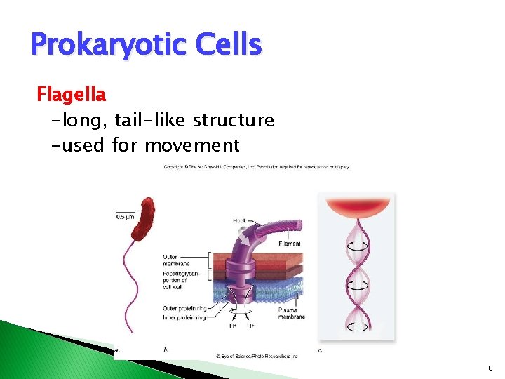 Prokaryotic Cells Flagella -long, tail-like structure -used for movement 8 Prokaryotic Cells Flagella -long, tail-like structure -used for movement 8