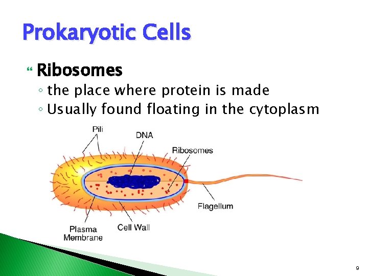 Prokaryotic Cells Ribosomes ◦ the place where protein is made ◦ Usually found floating Prokaryotic Cells Ribosomes ◦ the place where protein is made ◦ Usually found floating
