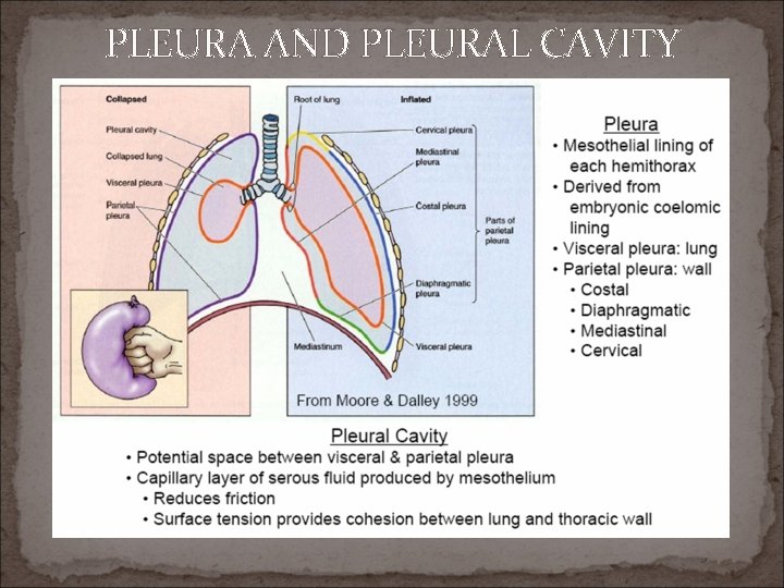 PLEURA AND PLEURAL CAVITY 