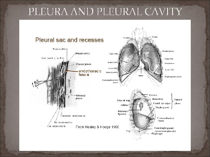 PLEURA AND PLEURAL CAVITY 