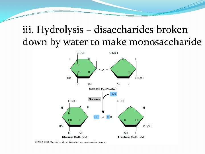 iii. Hydrolysis – disaccharides broken down by water to make monosaccharide 
