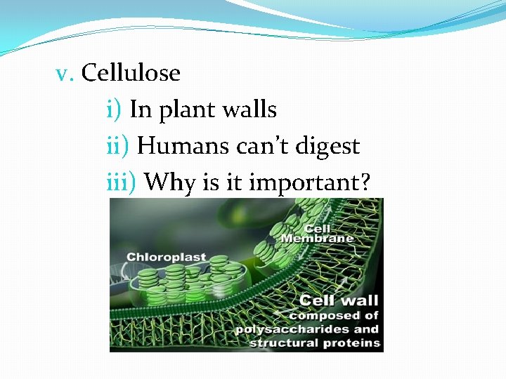 v. Cellulose i) In plant walls ii) Humans can’t digest iii) Why is it