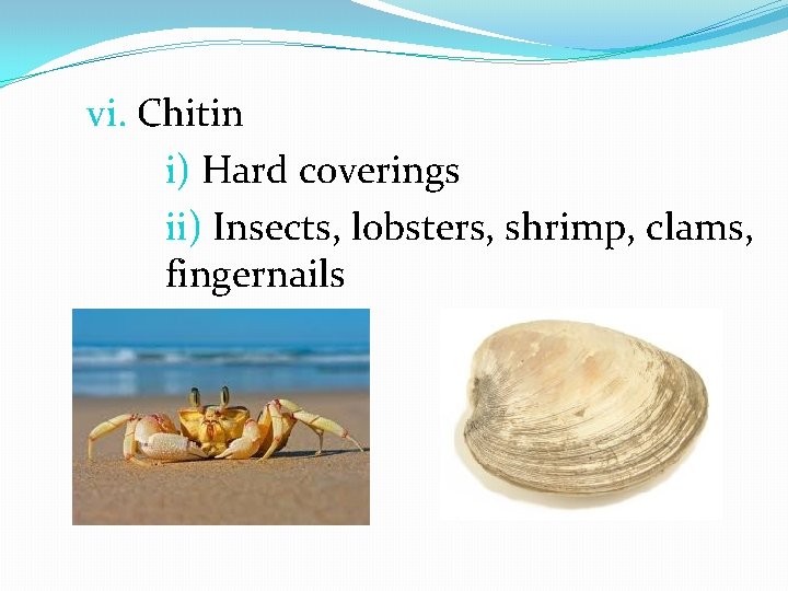 vi. Chitin i) Hard coverings ii) Insects, lobsters, shrimp, clams, fingernails 