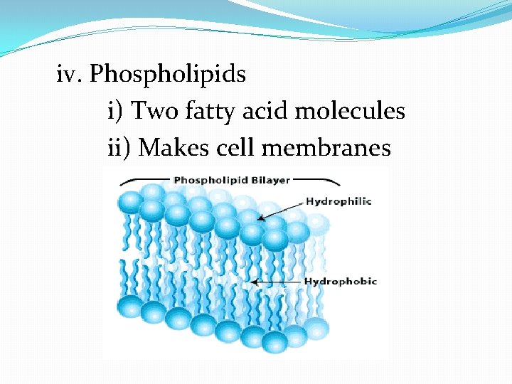 iv. Phospholipids i) Two fatty acid molecules ii) Makes cell membranes 