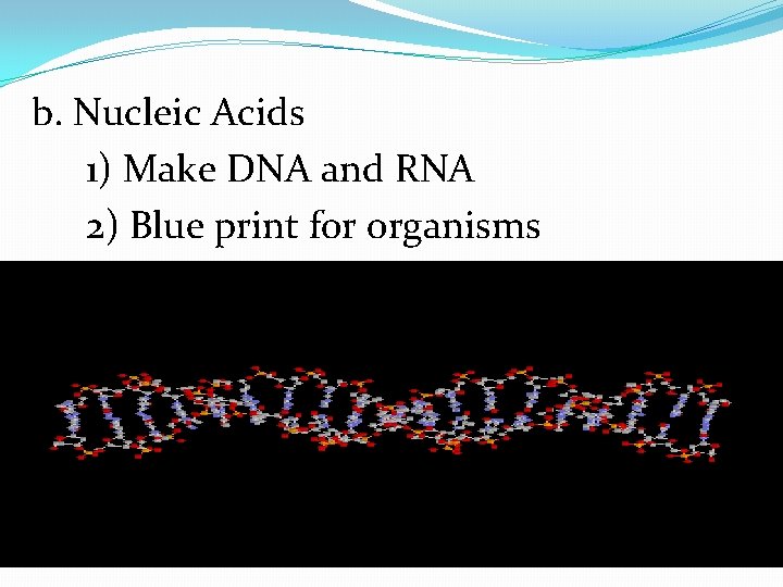 b. Nucleic Acids 1) Make DNA and RNA 2) Blue print for organisms 