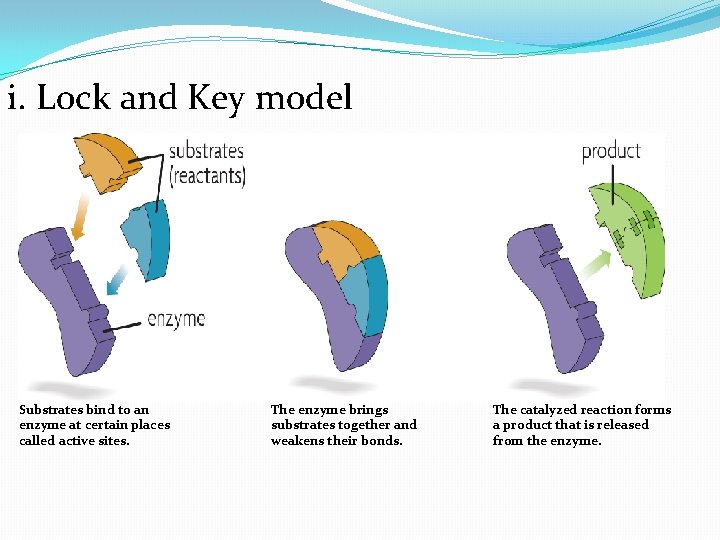 i. Lock and Key model Substrates bind to an enzyme at certain places called