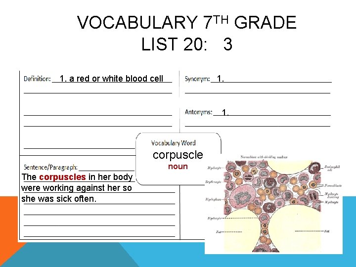 VOCABULARY 7 TH GRADE LIST 20: 3 1. a red or white blood cell