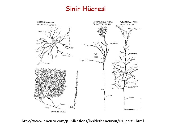 Sinir Hücresi http: //www. pneuro. com/publications/insidetheneuron/01_part 3. html 