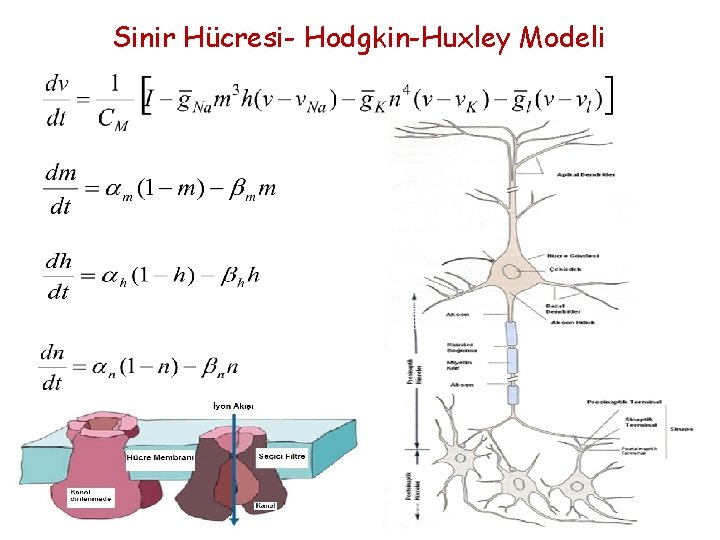 Sinir Hücresi- Hodgkin-Huxley Modeli 