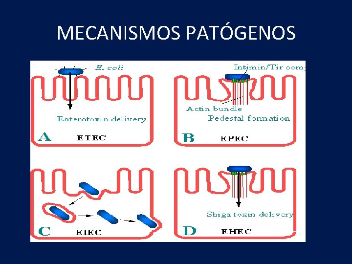 MECANISMOS PATÓGENOS 