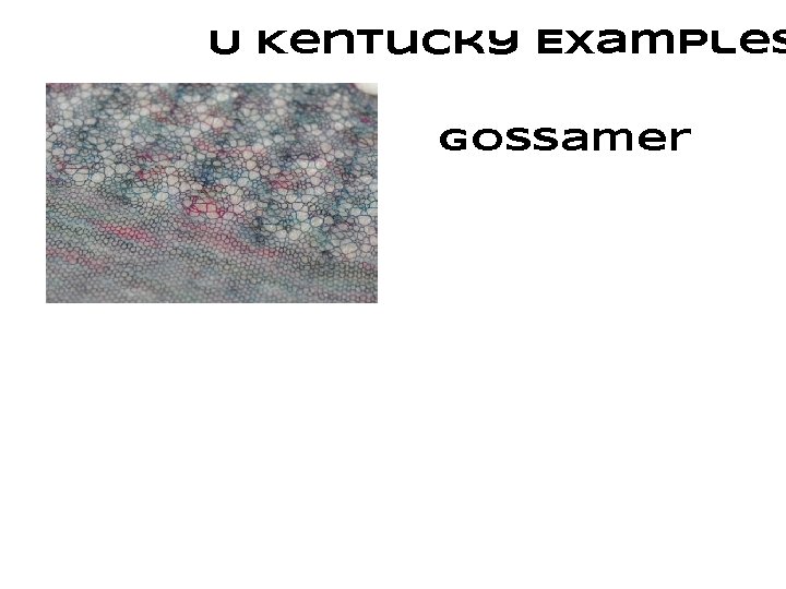 U Kentucky Examples Gossamer 
