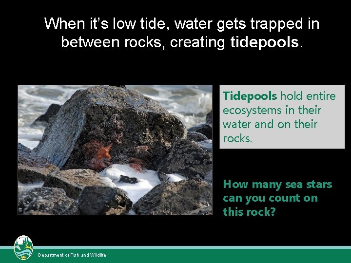 When it’s low tide, water gets trapped in between rocks, creating tidepools. Tidepools hold When it’s low tide, water gets trapped in between rocks, creating tidepools. Tidepools hold