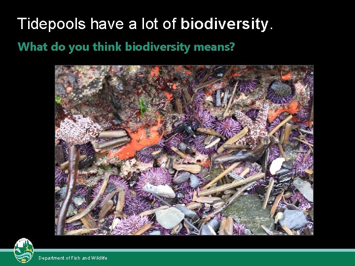Tidepools have a lot of biodiversity. What do you think biodiversity means? Department of Tidepools have a lot of biodiversity. What do you think biodiversity means? Department of