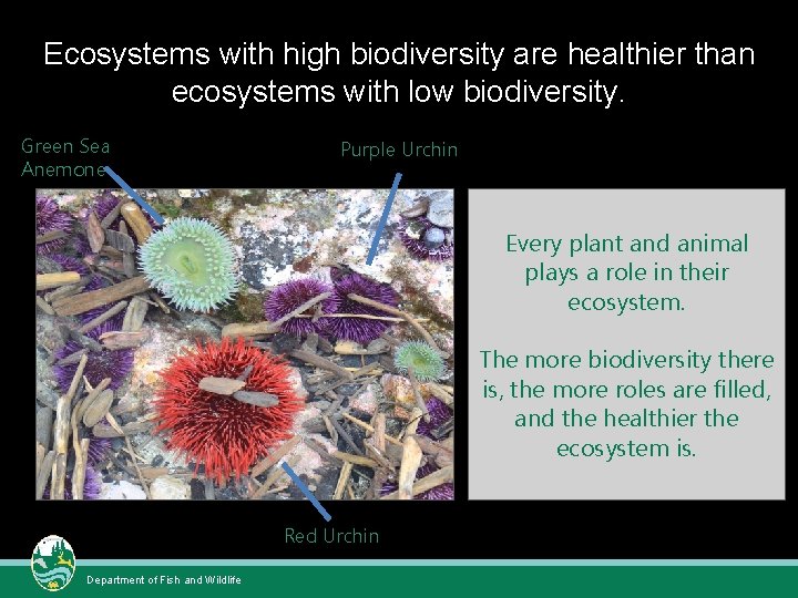 Ecosystems with high biodiversity are healthier than ecosystems with low biodiversity. Green Sea Anemone Ecosystems with high biodiversity are healthier than ecosystems with low biodiversity. Green Sea Anemone