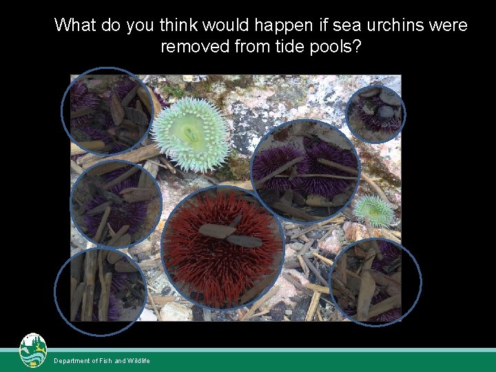 What do you think would happen if sea urchins were removed from tide pools? What do you think would happen if sea urchins were removed from tide pools?