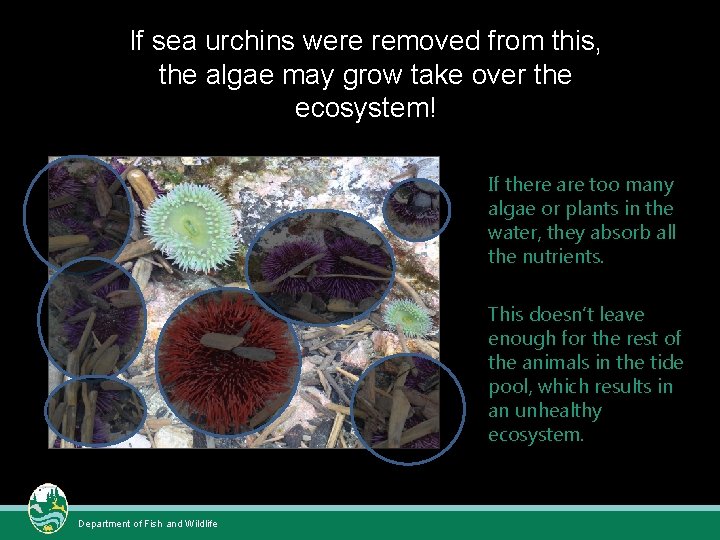 If sea urchins were removed from this, the algae may grow take over the If sea urchins were removed from this, the algae may grow take over the