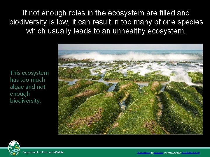 If not enough roles in the ecosystem are filled and biodiversity is low, it If not enough roles in the ecosystem are filled and biodiversity is low, it