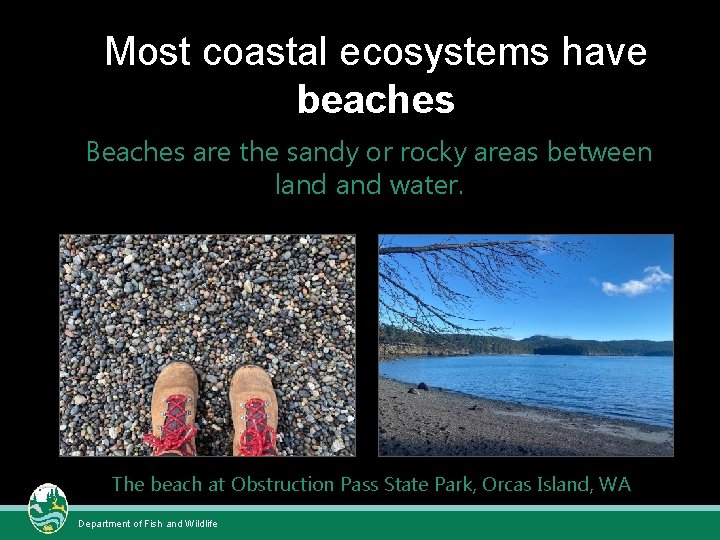 Most coastal ecosystems have beaches Beaches are the sandy or rocky areas between land Most coastal ecosystems have beaches Beaches are the sandy or rocky areas between land