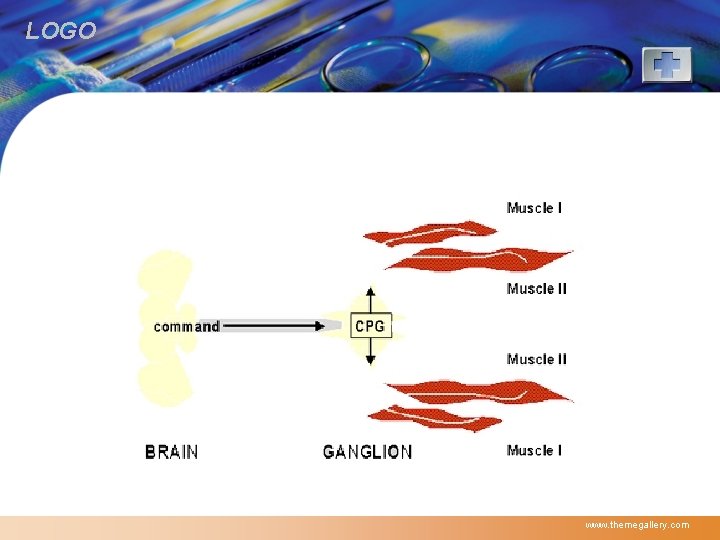 LOGO www. themegallery. com 