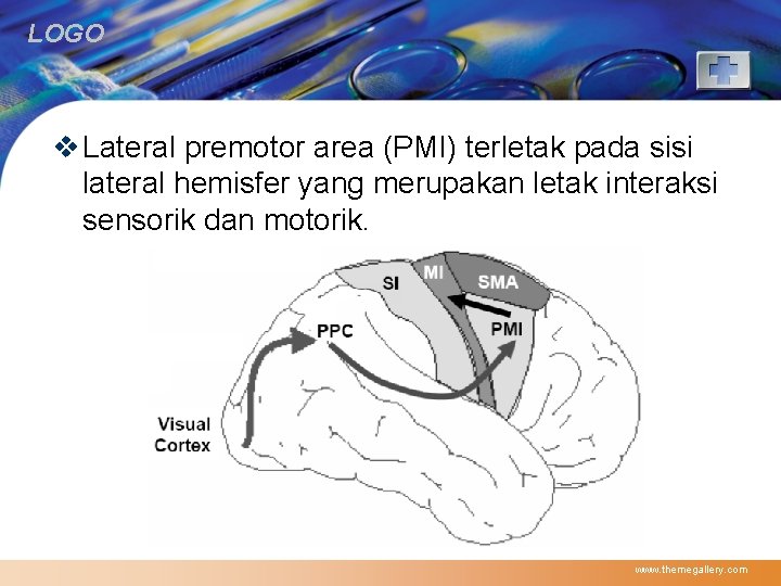 LOGO v Lateral premotor area (PMI) terletak pada sisi lateral hemisfer yang merupakan letak