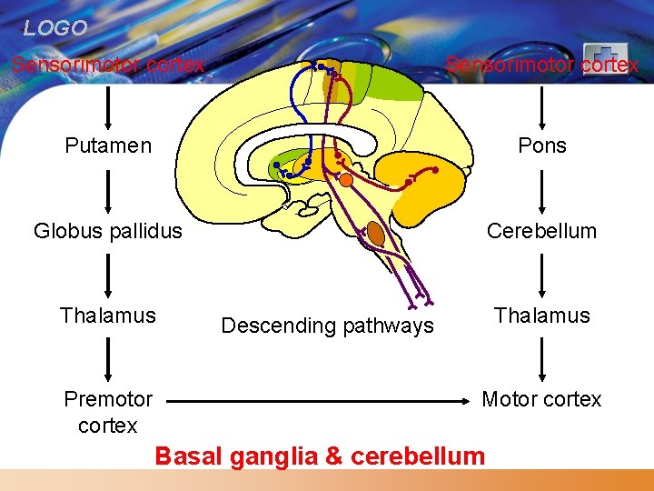 LOGO Sensorimotor cortex Putamen Pons Globus pallidus Cerebellum Thalamus Premotor cortex Thalamus Descending pathways