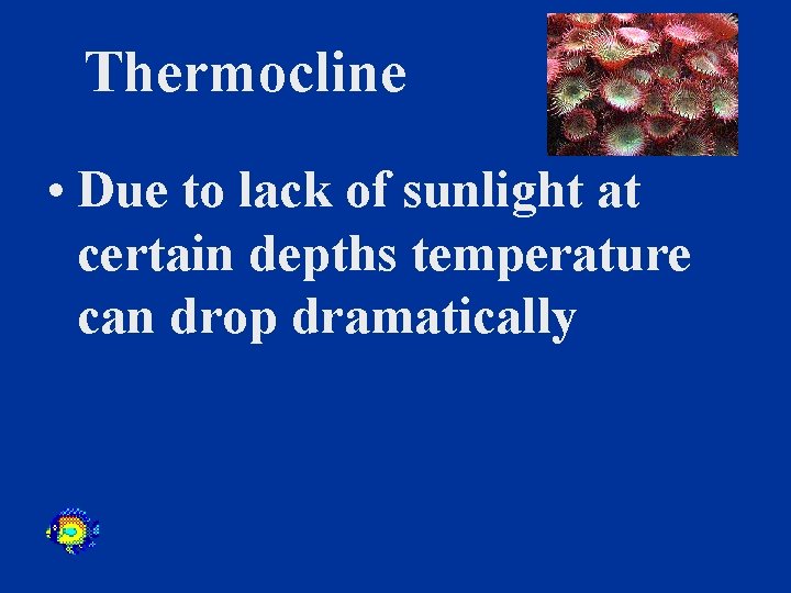 Thermocline • Due to lack of sunlight at certain depths temperature can drop dramatically