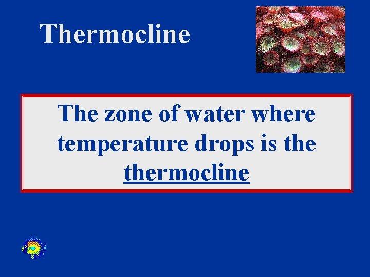 Thermocline The zone of water where temperature drops is thermocline 