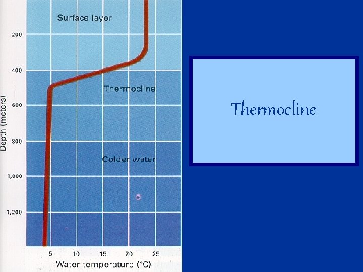 Thermocline 