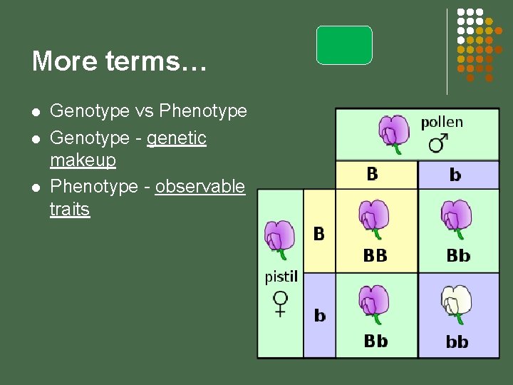 More terms… l l l Genotype vs Phenotype Genotype - genetic makeup Phenotype -