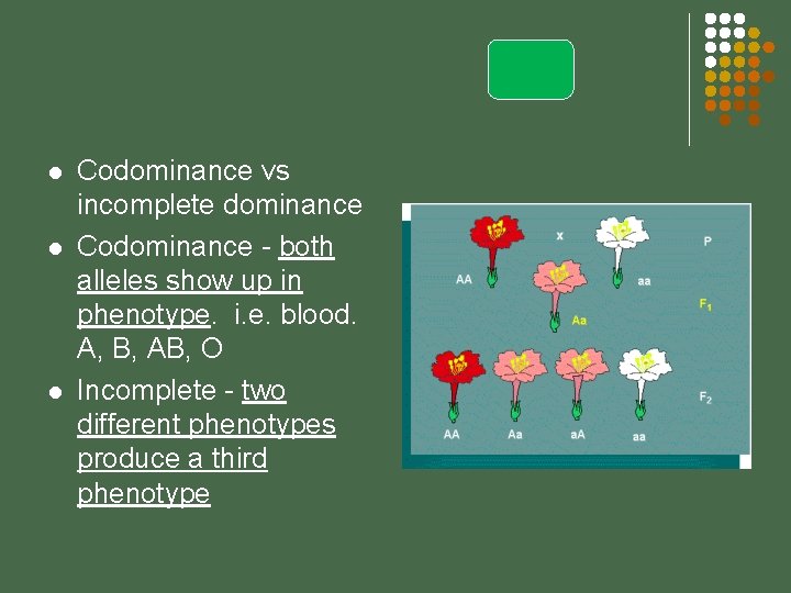 l l l Codominance vs incomplete dominance Codominance - both alleles show up in