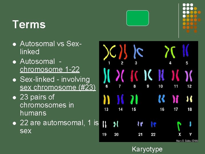 Terms l l l Autosomal vs Sexlinked Autosomal chromosome 1 -22 Sex-linked - involving