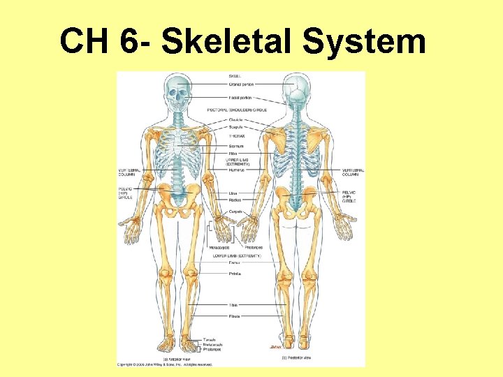 CH 6 - Skeletal System 