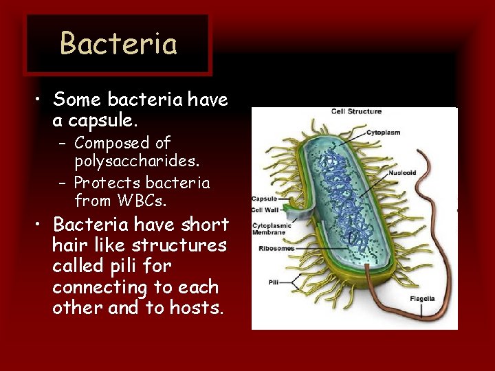 Bacteria • Some bacteria have a capsule. – Composed of polysaccharides. – Protects bacteria