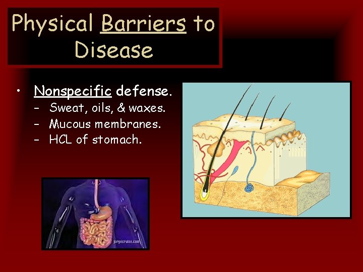 Physical Barriers to Disease • Nonspecific defense. – Sweat, oils, & waxes. – Mucous