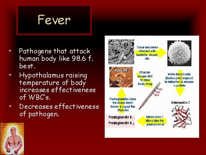 Fever • • • Pathogens that attack human body like 98. 6 f. best.