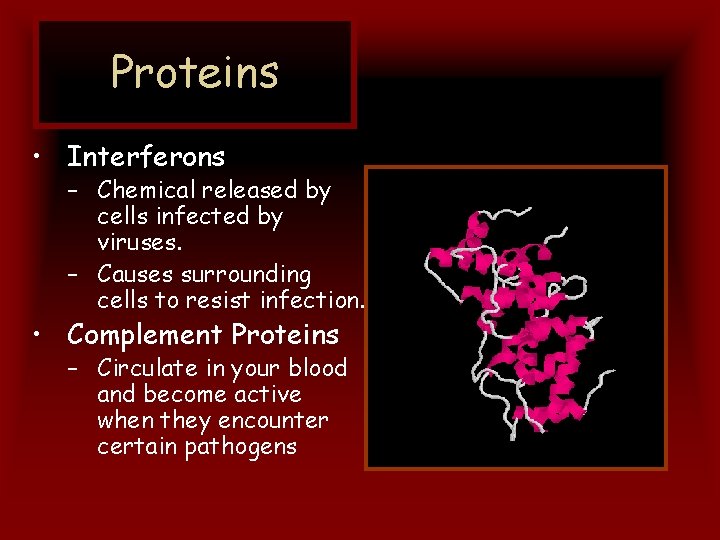 Proteins • Interferons – Chemical released by cells infected by viruses. – Causes surrounding