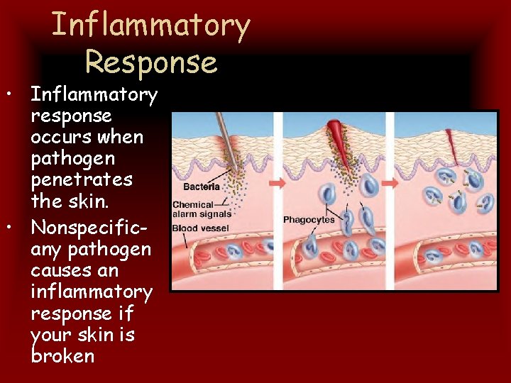 Inflammatory Response • Inflammatory response occurs when pathogen penetrates the skin. • Nonspecificany pathogen