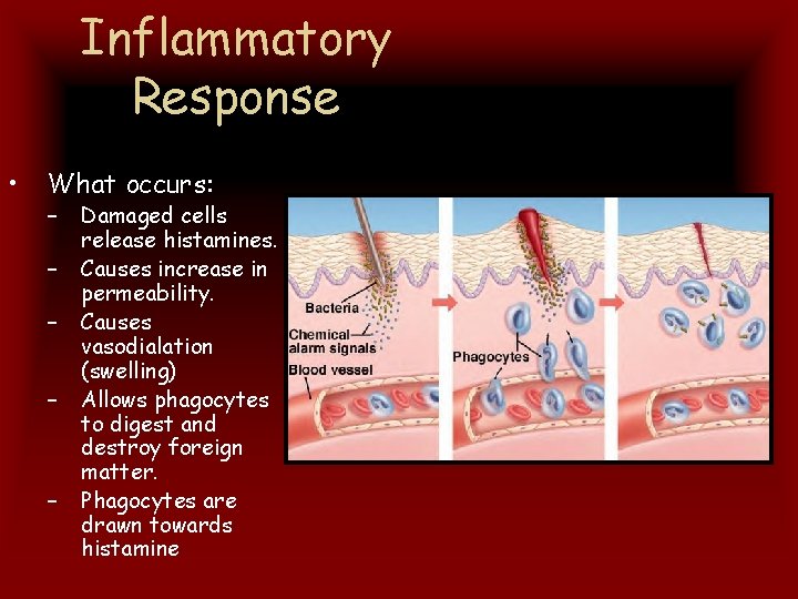 Inflammatory Response • What occurs: – – – Damaged cells release histamines. Causes increase