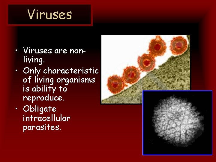 Viruses • Viruses are nonliving. • Only characteristic of living organisms is ability to