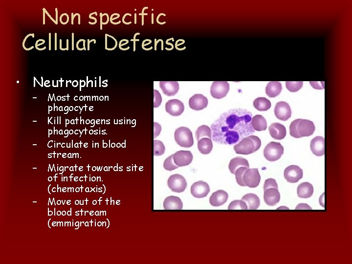 Non specific Cellular Defense • Neutrophils – – – Most common phagocyte Kill pathogens