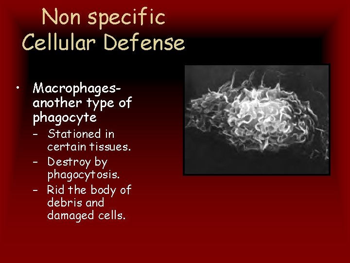 Non specific Cellular Defense • Macrophagesanother type of phagocyte – Stationed in certain tissues.