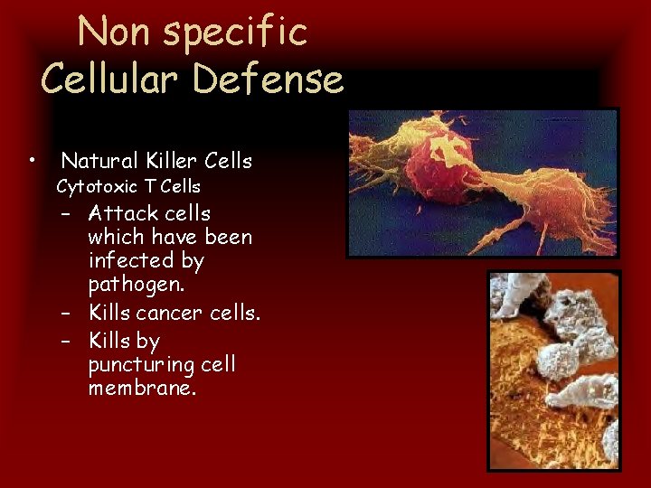 Non specific Cellular Defense • Natural Killer Cells Cytotoxic T Cells – Attack cells