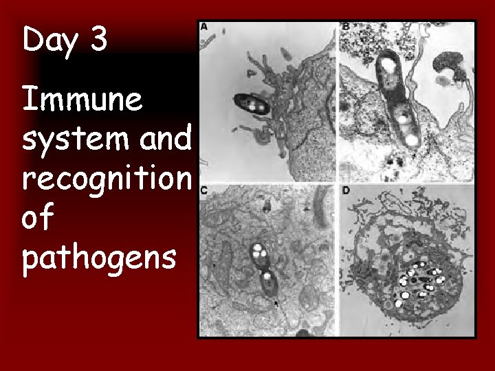 Day 3 Immune system and recognition of pathogens 