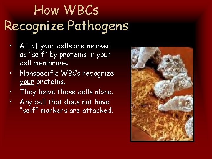 How WBCs Recognize Pathogens • • All of your cells are marked as “self”