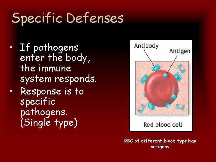 Specific Defenses • If pathogens enter the body, the immune system responds. • Response