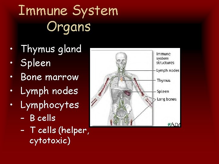 Immune System Organs • • • Thymus gland Spleen Bone marrow Lymph nodes Lymphocytes