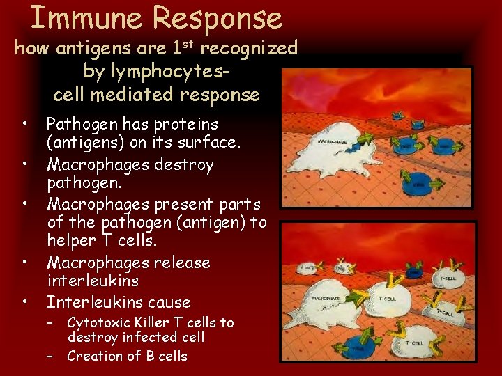 Immune Response how antigens are 1 st recognized by lymphocytescell mediated response • •