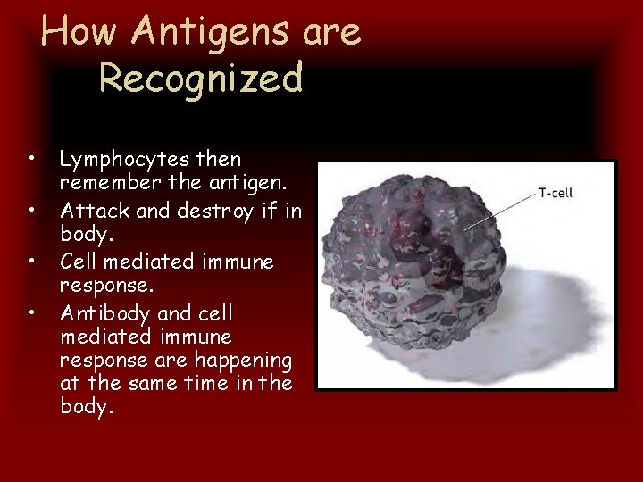 How Antigens are Recognized • • Lymphocytes then remember the antigen. Attack and destroy